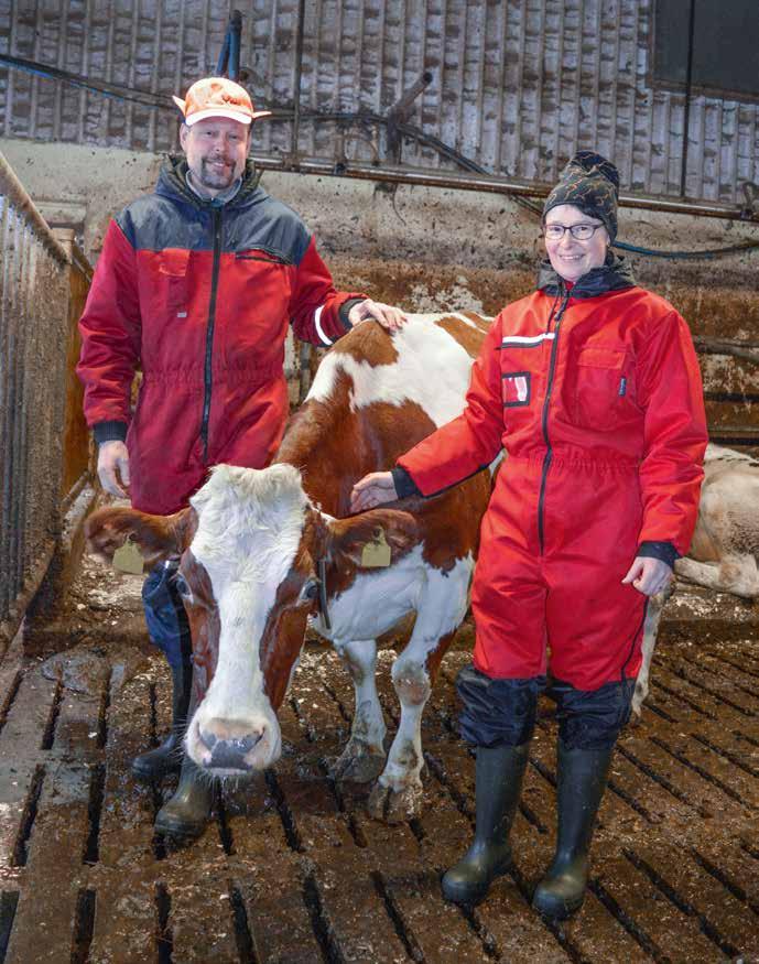 katse eteenpäin Ilmaveivi (Ypry x Ooppium), VG-86, oli aikoinaan paikallinen kuuluisuus. Se sai nimensä yleisöäänestyksessä. Neljän kauden keskituotos on komeat 12 125 kiloa.