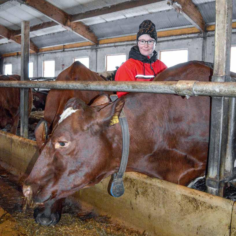 katse eteenpäin Etevä (Valuri x Ooppium) on nimensä mukainen. Se ei ole aiheuttanut huolia ja maitoa on kertynyt 87 000 kiloa. Jerseyt yllättivät Karja on 80-prosenttisesti ayrshireä.