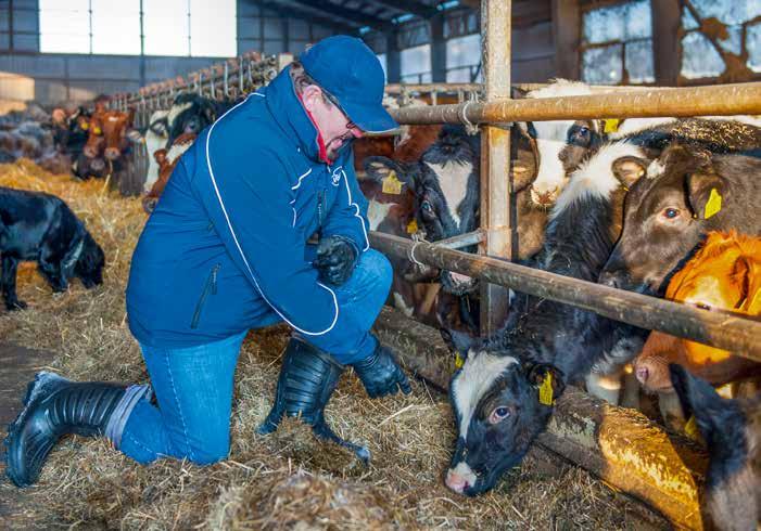 Hannu ja Pööna tekevät tuttavuutta. Noutaja ei katso rotua Jalostusasiantuntija Helena Korkee on Hokkasille tuttu jo monien vuosien ajalta.