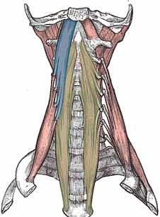 Nämä lihakset liikuttavat kieltä. Kieliluun alapuolella lihakset kulkevat kilpirauhaseen ja sieltä alas rintalastan kahvaan. Yksi kieliluun lihaksista kiinnittyy myös lapaluuhun (m.