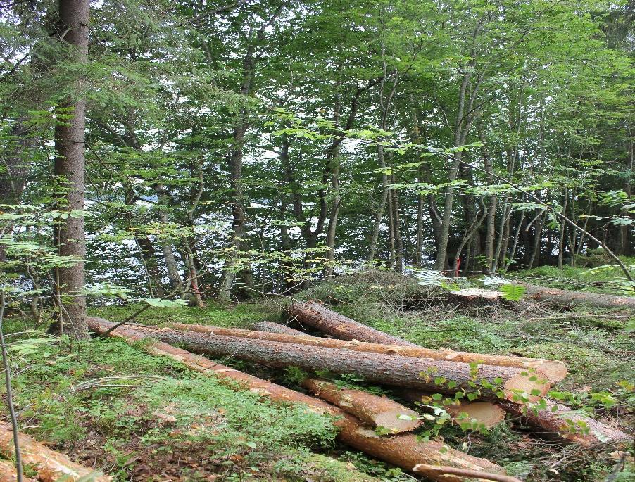 PEFC-metsäsertifiointi voidaan toteuttaa kolmella eri tavalla https://pefc.