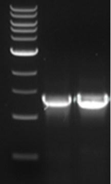 Supplementary Figures: Figure S: (A) kbp # #2 2 (B) Strain Locus Tag ORF length (kb