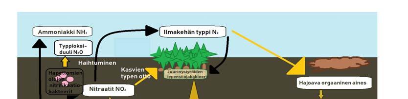 6 2 TEORIA 2.1 Typen kierto Ilmakehässä typpi (N2) on inertti kaasu, jota eliöiden on vaikea hyödyntää.