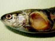 7 Poikasilla sairautta on vaikeampi todeta ja ne voivatkin kuolla oireettomina. Kalojen kasvaessa oireetkin tulevat näkyviin. Värierot voivat olla parvissa suuria, aivan tummasta vaalean aneemiseen.