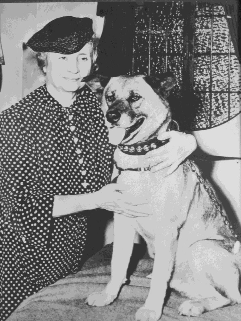 Historiallinen aikajana 1938 1939 Helen Keller tuo ensimmäiset akitat Yhdysvaltoihin Akita inu Hozonkai (akiho) Akitan rotumääritelmä julkaistaan Ennen tätä Akitat olivat Nippon luokassa Large Toinen