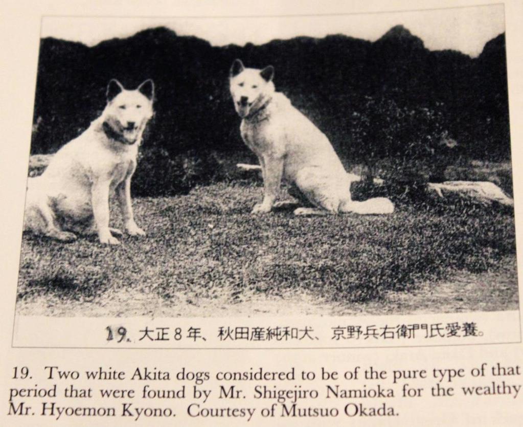 Historiallinen aikajana 1923 Hachiko syntyi Kuuluisa tarina koirasta joka odotti isäntäänsä professori Eizaburo Uenoa junaasemalla vuosia tämän kuoleman jälkeenkin 1927 1931 Akita Inu Hozonkai