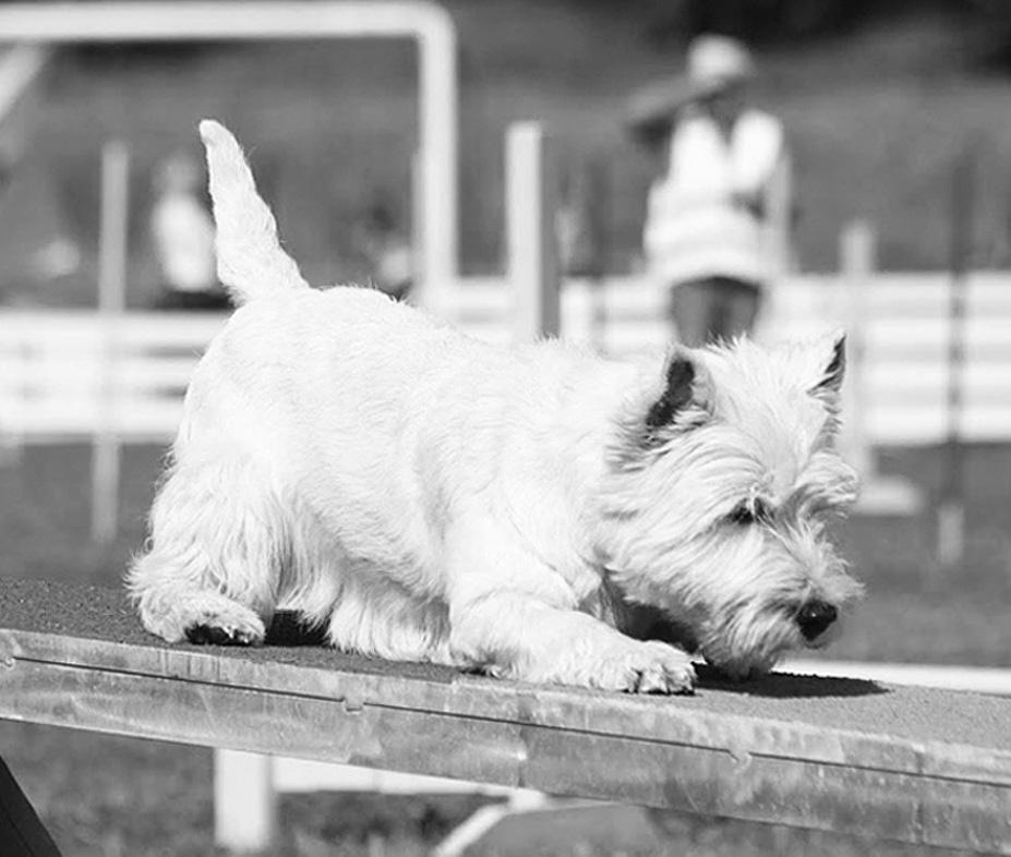 2012 2012 2012 2012 2012 2012 Wuoden Kasvattaja Kennel White Villan, Minna Jaakkola, Heinlahti 17/5 2