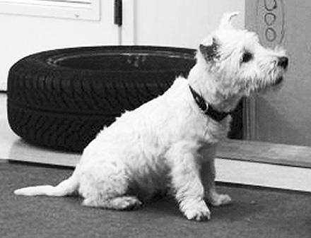Kennel White Twinkles, Paula Kilpeläinen, Pello 3/1 Wuoden Agilitywestie Geroshine Bruno Rontti 60/5