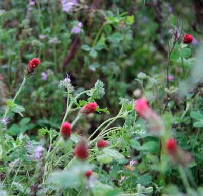 Pölytys Diana Pollinerings Diana 14 3 kg 13132 10 kg 1313 Yksivuotinen seos monimuotoisuuspellon kylvöön - riista. EU-tuki 300 / ha.