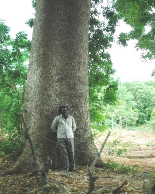 Teollisuuspuun tuotanto peltometsäsysteemissä Yleinen suuntaus tropiikissa: Puut vähenevät luonnonmetsissä mutta lisääntyvät maatalousmaalla.