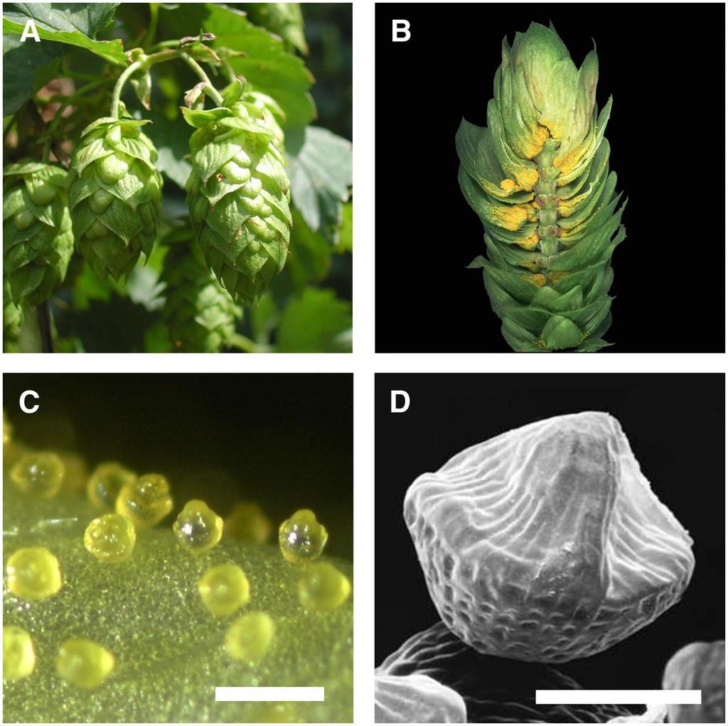 Lupuliini- rakkulat (A)Taurus-lajikkeen käpyjä. Pituus n. 5 cm. (B) Halkaistu käpy, jossa näkyy keltaista lupuliinia suojalehtien tyvessä. (C) Valomikroskooppikuva kysästä lupuliinirakkulasta.