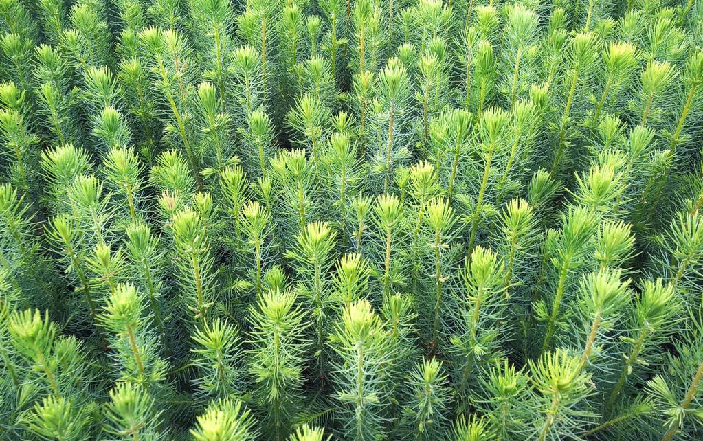 NOVARBO TURVETUOTTEET Salaattiturve B2L Metsätaimiturve B1F on vaaleaa kasvuturvetta, joka on erikoisseulottu ja rakenteeltaan ilmava. Turve on lannoitettu turpeen peruslannoitteella ja kalkittu.