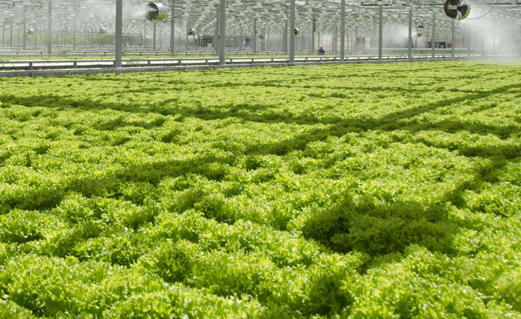 NOVARBO MOSSGROW MossGrow MossGrow-tuoteperheen kasvualustoihin on lisätty rahkasammalta, joka on kerätty patentoidulla keruulaitteistolla.