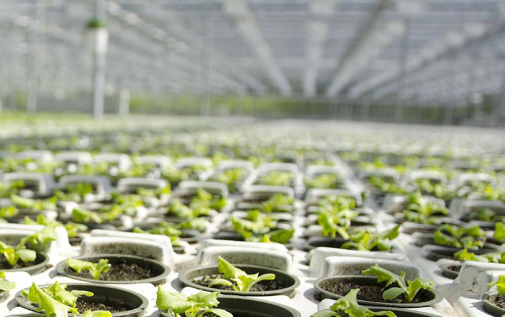 LUOMUKASVU- ALUSTAT MossGrow B2 Organic Mossgrow-tuoteperheen kasvualustoihin on lisätty rahkasammalta, joka lisää kasvualustan ilmavuutta ja parantaa juurten