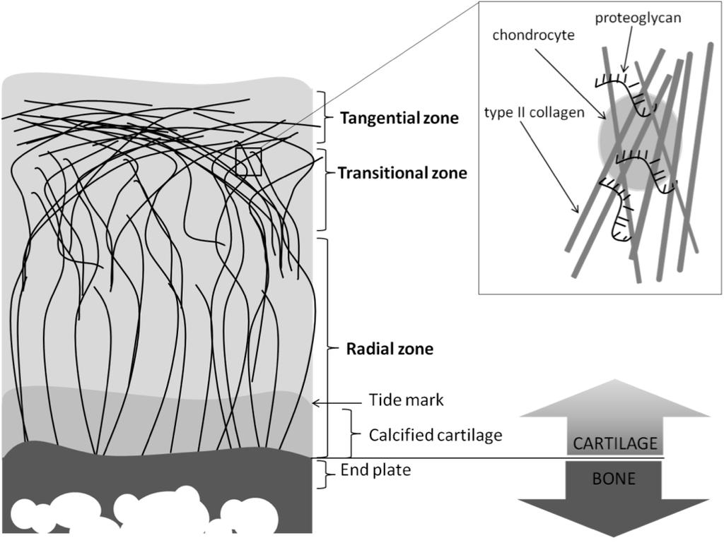 Review of the literature Figure 4. Type II collagen in different zones of articular cartilage and the organization of type II collagen, proteoglycans and chondrocytes in more detail.