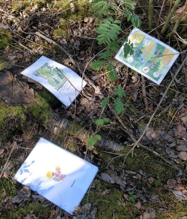 Kahden ryhmän kanssa toteutimme rastin niin, että kortit jaettiin lapsille ja lapset jättivät kortin löytämänsä kasvin viereen. Lopuksi kiersimme kaikki yhdessä tutkimassa, mitä oli löytynyt.