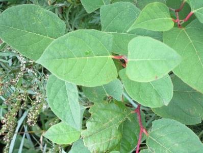 Tatarkasvilajit Japanintatar, jättitatar, hörtsätatar Fallopia japonica, Fallopia sachalinensis, Fallopia x