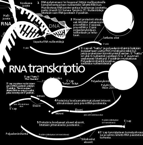 RNA-polymeraasi tarvitsee kuitenkin erityisiä DNA-sekvenssejä, promoottoreita, joiden kohdalle polymeraasi sitoutuu.
