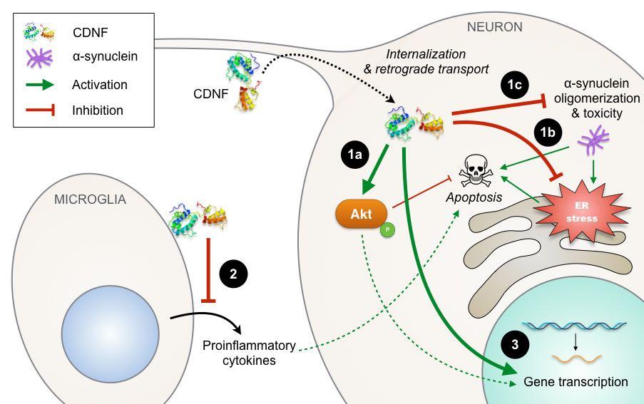 CDNF vaikuttaa useisiin Parkinsonin taudin mekanismeihin Katso