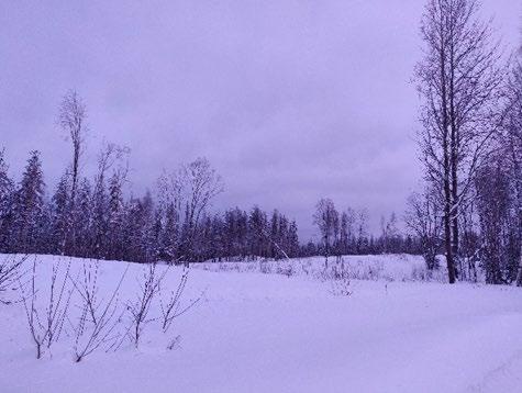 FCG SUUNNITTELU JA TEKNIIKKA OY Asemakaavan selostus 8 (24) puoleisella osalla, Karjalantien ja Pentti Hallen kadun puolella on tiheämpää metsikköä. Kuvat 4 ja 5.
