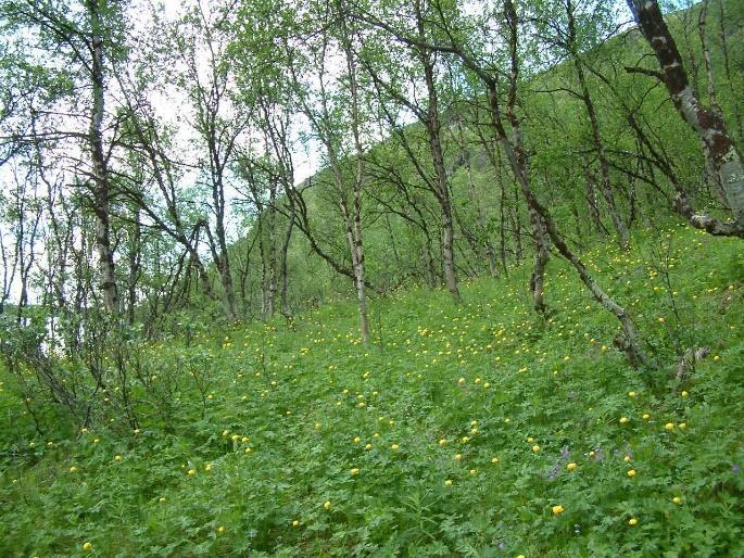 Tunturikoivikot Variksenmarja-jäkälä-tunturikoivikot Variksenmarja-jäkälä-seinäsammal-tunturikoivikot Variksenmarja-mustikka-tunturikoivikot