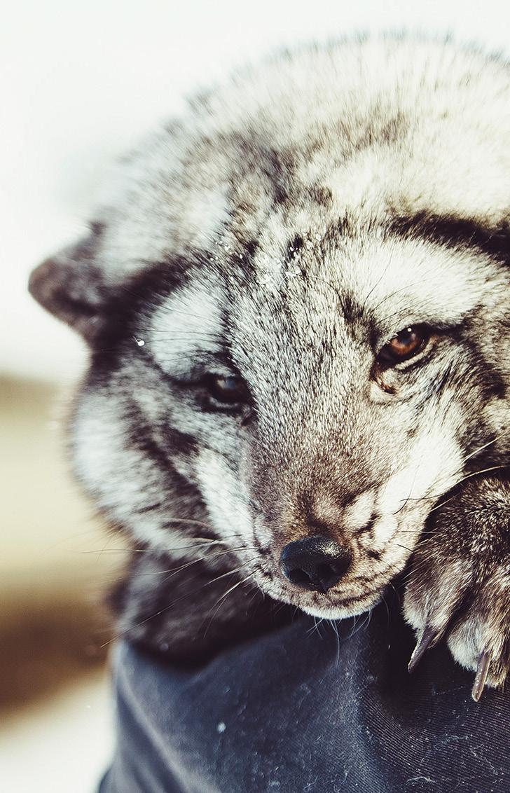 6.2. Nahkatuotoksen jakautuminen Saga Furs Oyj:n myynneissä paikallisyhdistyksittäin kaudella 2017/2018 Skinnproduktionens fördelning mellan de olika lokalföreningarna 2017/2018 Sinikettu Blåräv kpl