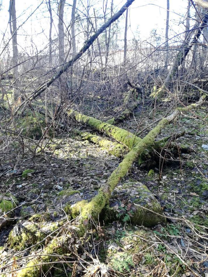 notkossa. Kuva 6.