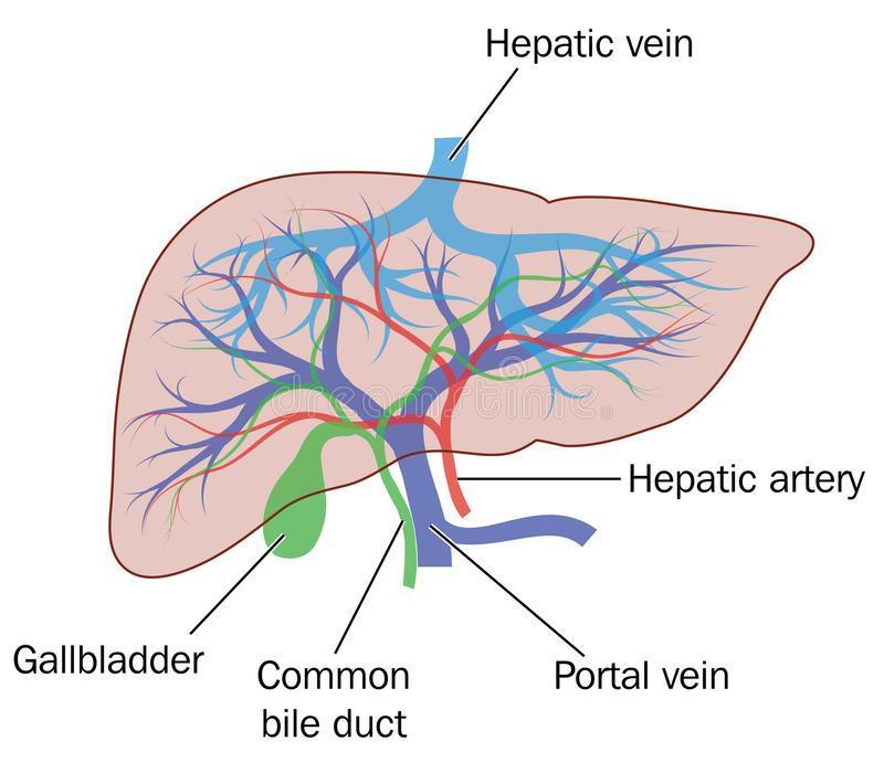 Maksa saa valtimoverta maksavaltimoiden (arteria hepatica propria) kautta ja laskimoverta porttilaskimon (vena portae hepatis) kautta (Kuva 2).