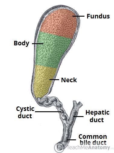 Sappirakko on päärynänmuotoinen, sisältä ontto elin, joka sijaitsee maksan viskeraalipinnalla neliölohkon ja oikean mediaalilohkon välissä (Dyce ym. 2010).