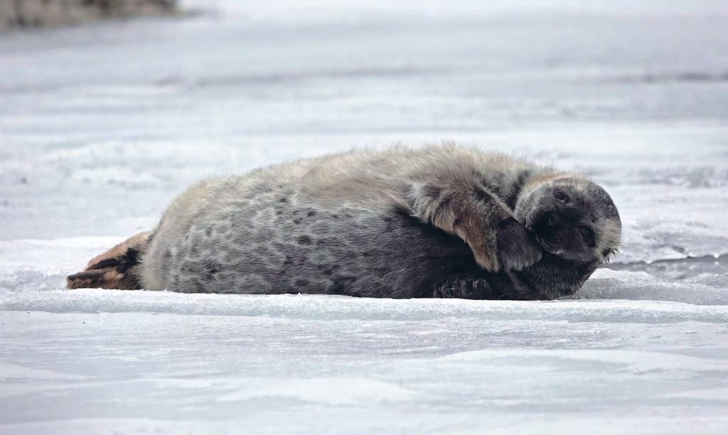 JUHA TASKINEN / WWF Saimaannorppakanta vahvistuu 3.5.2018 Saimaannorppa metsästettiin sukupuuton partaalle 1900-luvulla. Nykyään yhä useampi haluaa suojella norppaa ja siksi norpilla on toivoa.