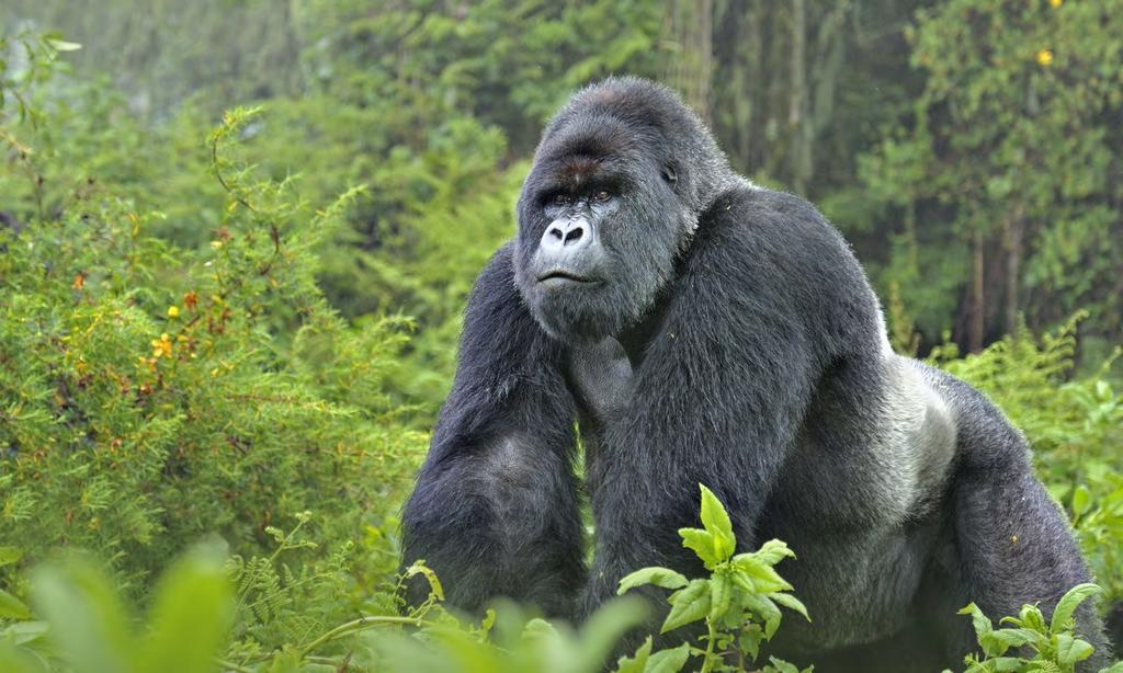NATUREPL.COM / ANDY ROUSE / WWF-CANON Öljyjätti perääntyy maailmanperintökohteen öljynporaushankkeesta 12.6.