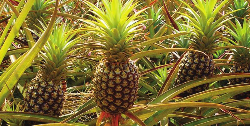20 Bromelaiin ehk ananassiensüüm Külli Holsting, toitumisnõustaja Ensüüme sisaldab kogu elav toit - kõik viljad, marjad ja lehed, aga ka loomne toit kala, liha, piim, mida pole kuumutatud üle 40-42