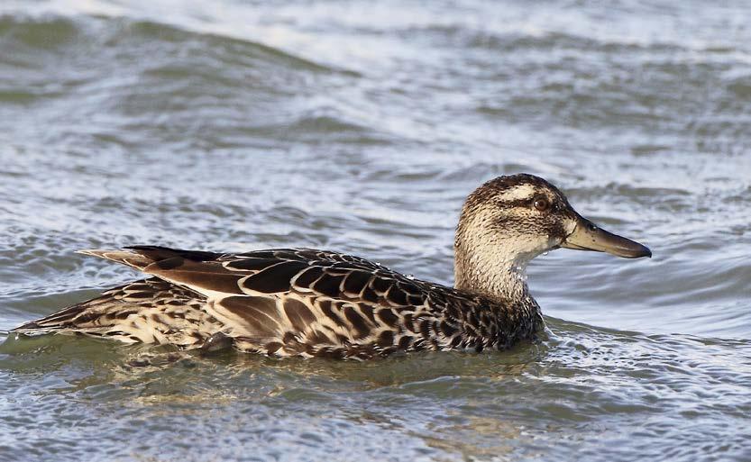 SUOMEN METSÄSTÄJÄLIITTO BIRDLIFE SUOMI 4 3 2 1 HEINÄTAVI (ÅRTA, ANAS QUERQUEDULA) 5 Kuva: Micha Fager Heinätavi pesii harvalukuisena pääasiassa Etelä- ja Keski- Suomen rehevillä järvillä.