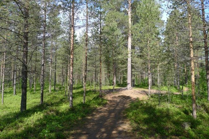 3 Kuva 2. Lintulan eteläpuolissa kangasmetsässä on noin 100 vuotta vanha ylispuumänty, jota voidaan katsoa maisemapuuksi.