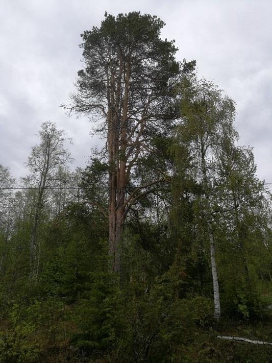 alueelle osoitetut ohjeellinen pysäköimispaikka (p), yhdyskuntateknisen huollon alue (et) sekä suojeltava puu -merkinnät säilytetään. Myös alueelle osoitettu rakennusoikeus (800 k-m2) säilytetään.