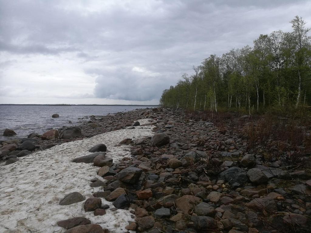 Kuva 4. Alueen kivikkoista rantaa. Kaakkuriniemen alueen arvokkaimmat luontoarvot sijoittuvat Halttulanlahden alueelle.