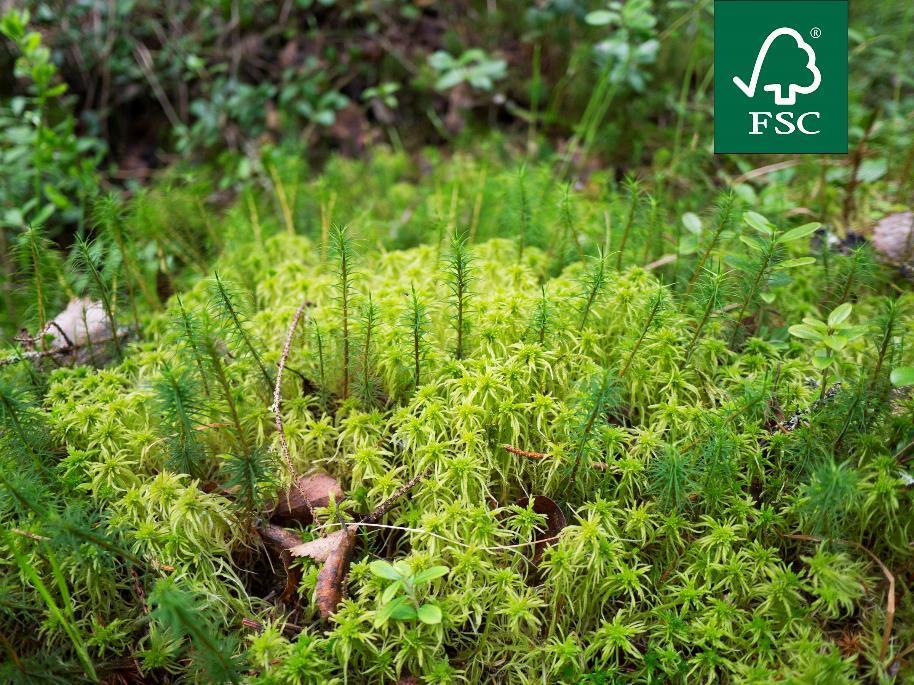 Varautuminen uhkiin on osa kannattavuutta FSC:n edellyttämä metsänhoito vahvistaa luonnon monimuotoisuutta.