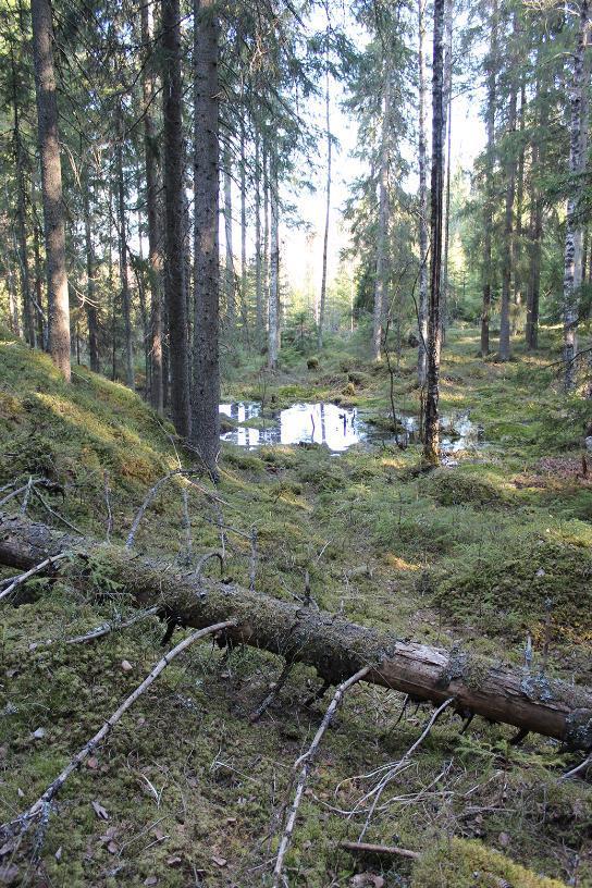 Pienmetsänomistaja säästää kuolleita puita (rinnankorkeusläpimitta yli 10 cm) metsätaloustoimenpiteissä aina vähintään 20 kpl/ha, kun niitä löytyy alueelta