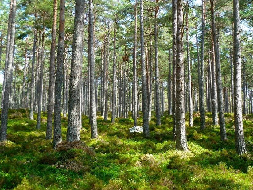 Kaikessa toiminnassa huomioidaan ekologisesti, sosiaalisesti, kulttuurisesti ja taloudellisesti kestävän elämäntavan välttämättömyys.