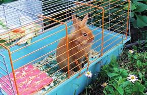 Esimerkiksi sähköjohdot täytyy siirtää pois kanin ulottuvilta, jotta kani ei saa jyrsittyä johtoja. Luonnossa kani viihtyy luolissa. Siksi lemmikkikanilla täytyy olla piilopaikkoja.