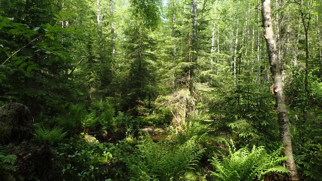 Vähävaitin asemakaavan laajennusalueen (nro 244) luontoselvitys 4.10.2016 7 (12) säilyttämisen kannalta tarpeelliseksi. Luontoselvitystä ei ulotettu luonnonsuojelualueen sisäpuolelle. 3.2.2 Jasperinnojan alue Selvitysalueen pohjoisosaan sijoittuu Jasperinoja niminen luonnontilainen puro.