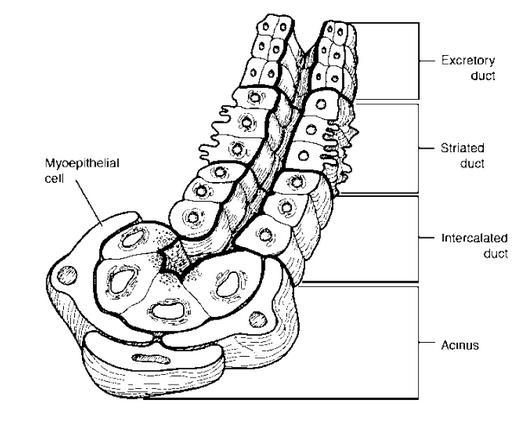 on esitetty pääsylkirauhasten anatominen sijainti. (15) Kuva 2. Suurten sylkirauhasten anatominen sijainti. (16) Sylkirauhasen toiminnallinen yksikkö on salivoni.