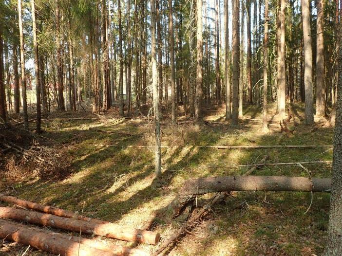 Pohjoispuolinen itäranta oli tuolloin hakattu ja hiekkainen maaperä oli laikutettu, joten havainnointimahdollisuudet olivat erinomaiset.