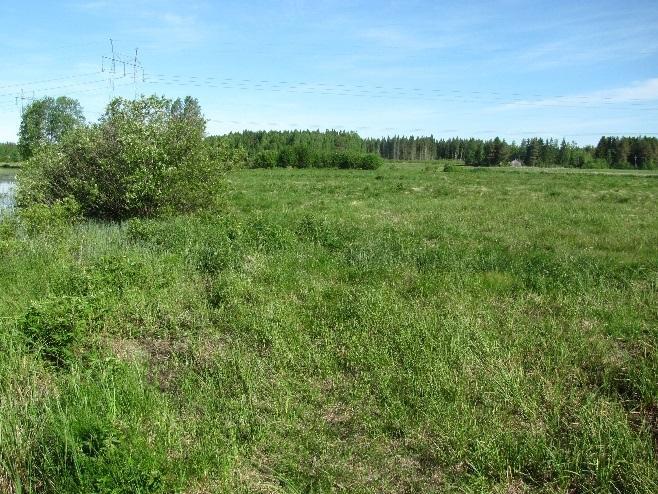 27 Kuva 24. Seuruksen itärannalla, voimajohdon viereinen tulvapelto sarkaojineen ja rantoineen oli viitasammakoiden mieleen.