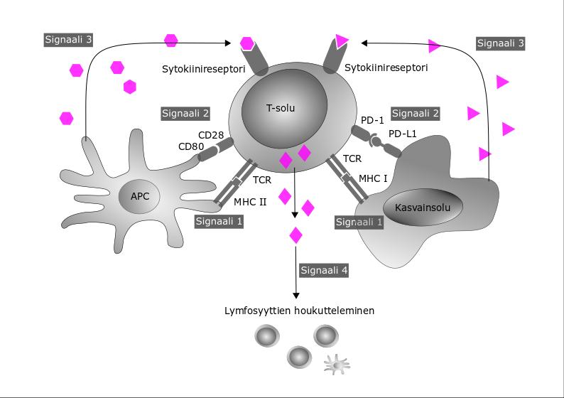 7 Kuva 1. Immuunijärjestelmän ja kasvainsolun vuorovaikutus. Jokainen signaalireitti voi olla potentiaalinen kohde immuunijärjestelmän ohittamiselle. Signaali 1: TCR ja HLA:n interaktio.