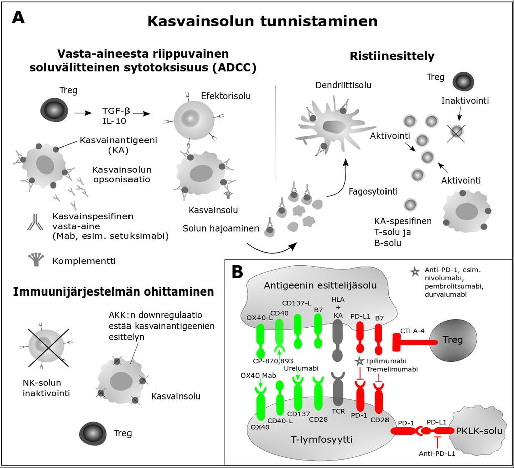 10 Kuva 2. (A) Monoklonaalisen vasta-aineen välittämä antituumorinen vaste kasvainsolun mikroympäristössä. Mab tunnistaa kasvainsolun pinnalla olevan KA:n ja sitoutuu siihen (opsonisaatio).