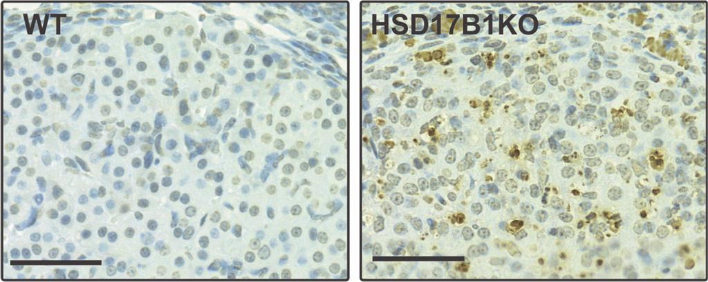 58 Results the 3.5-day dpc pseudopregnant HSD17B1KO female mice demonstrated an almost 2-fold decrease in expression of Ptgfr and a similar trend towards upregulation of 20α-HSD (Fig. 9). Figure 8.