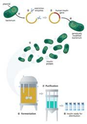 Uusi biotekniikka Sovelluksia: Lääkkeiden ja kemianteollisuuden raaka aineiden tuottaminen bakteereissa Kasvinjalostus Toisen ja kolmannen sukupolven biopolttoaineiden tuottaminen LUONNOSTA LÖYTYVIEN