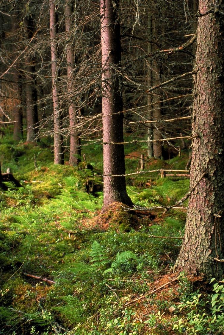 Tiedot: VMI11 / Antti Ihalainen Metsäojitus 111 vuotta!