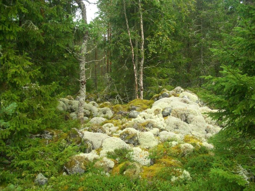 8 Sideby-Storpottbacken, ehjä röykkiö. KRISTIINANKAUPUNKI 809 SIDEBY-STENRINGSBACKEN Mjtunnus: 750010007 Rauh.